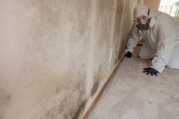 Best Post-Construction Mold Inspection  in Kingsland, GA
